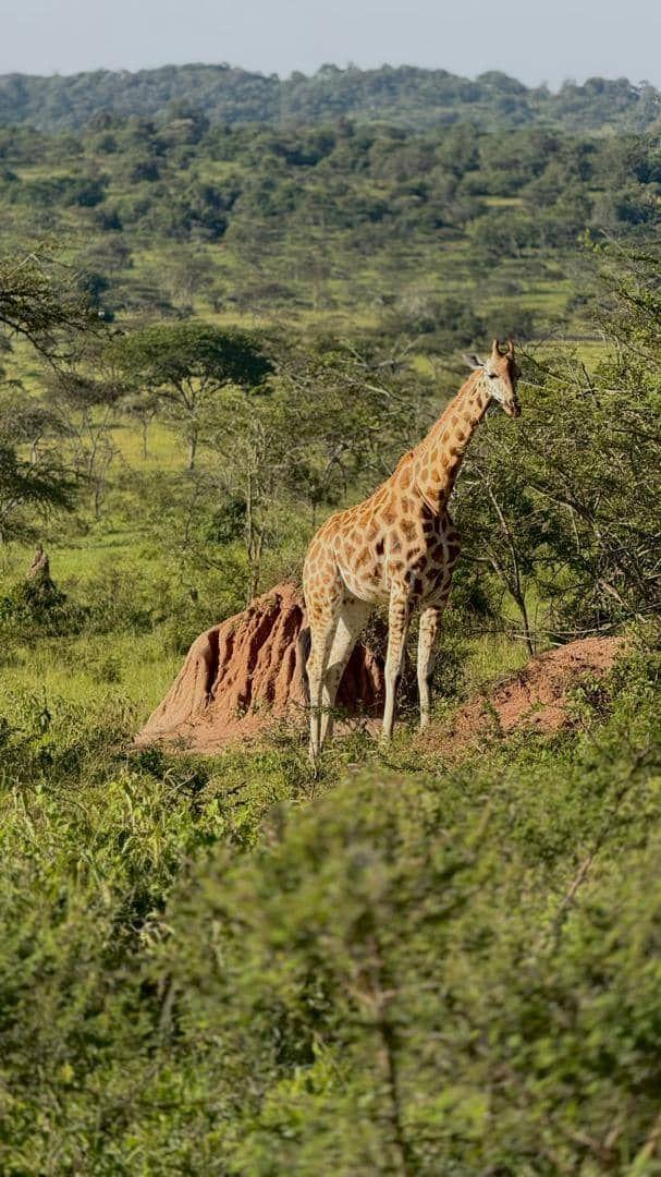 Giraffe in the northern savanna