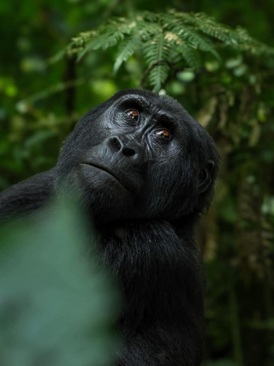 Mountain gorilla looking up, Bwindi