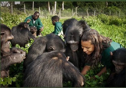 Chimpanzee at Ngamba Island sanctuary