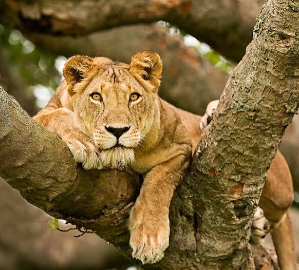 Moments from Queen Elizabeth National Park (1 of 3)