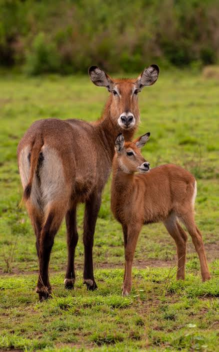 Moments from Queen Elizabeth National Park (2 of 3)