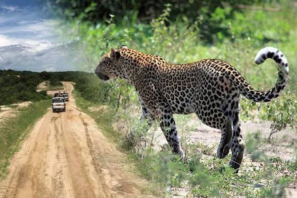 Moments from Queen Elizabeth National Park (3 of 3)