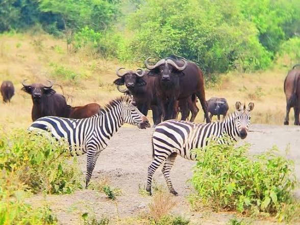 Kabwoya Wildlife Reserve